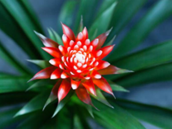 花7